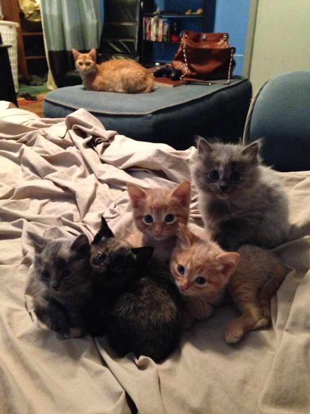 17 ici-pici macska csapat, akik leigázzák a világot annyira cukik - gifek