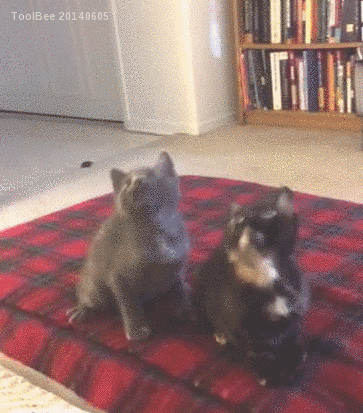 17 ici-pici macska csapat, akik leigázzák a világot annyira cukik - gifek