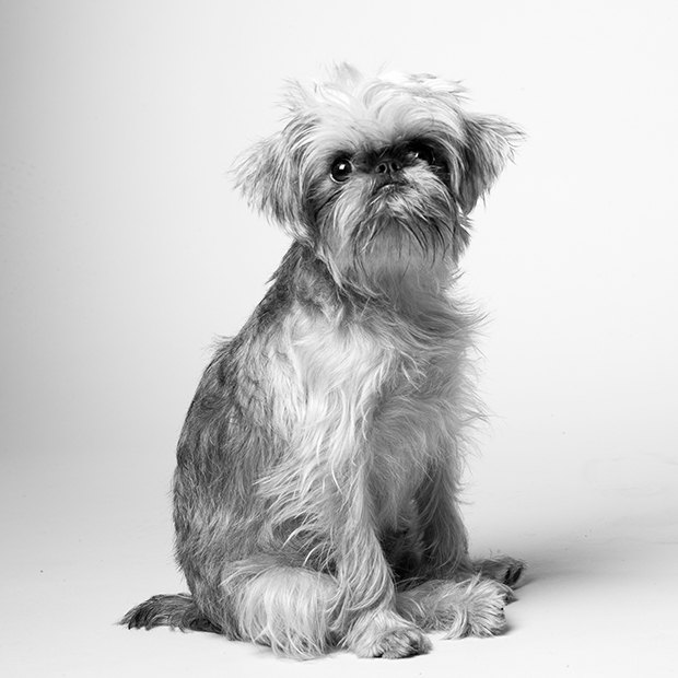 Megható kutyaportrékat készít egy fotós