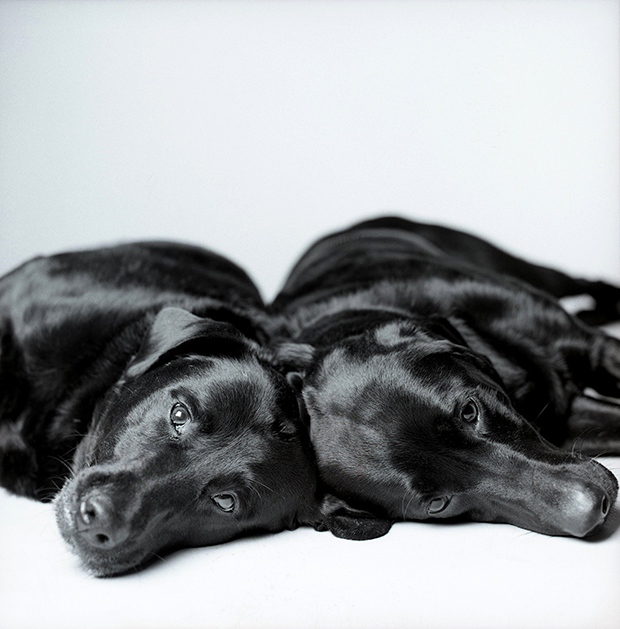 Megható kutyaportrékat készít egy fotós