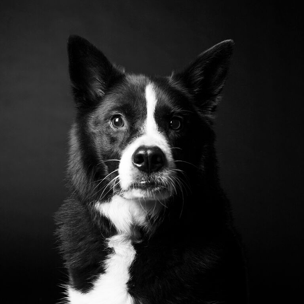 Megható kutyaportrékat készít egy fotós