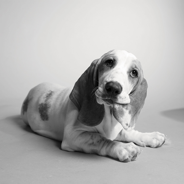 Megható kutyaportrékat készít egy fotós