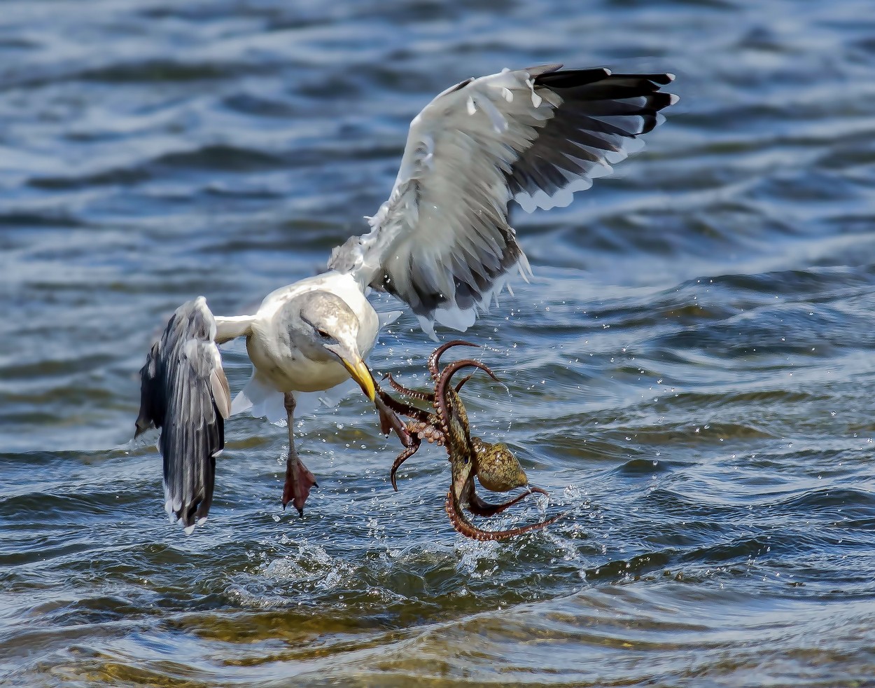 Micsoda fotók! Így harcolt egymással a sirály és a polip Micsoda fotók! Így harcolt egymással a sirály és a polip