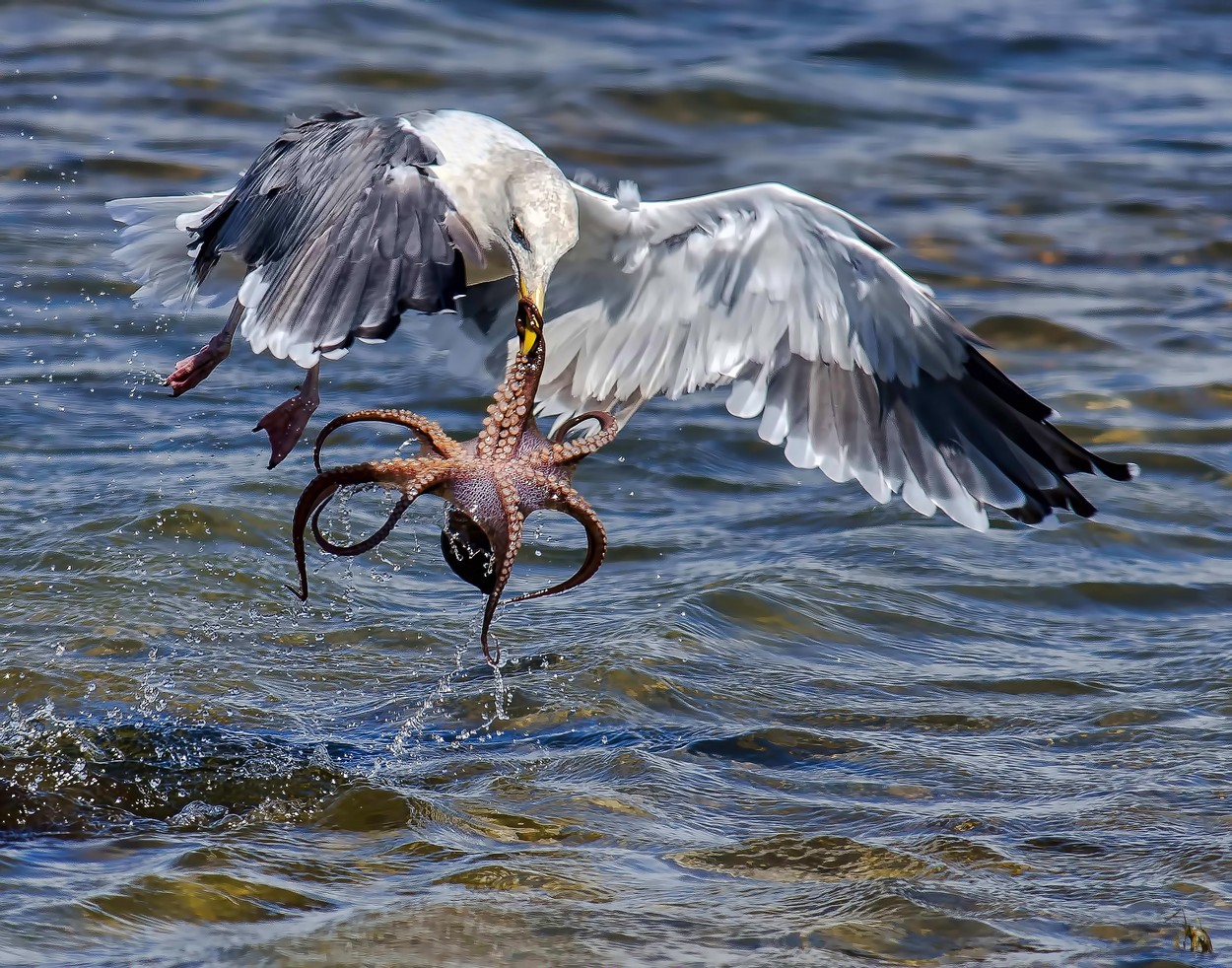 Micsoda fotók! Így harcolt egymással a sirály és a polip Micsoda fotók! Így harcolt egymással a sirály és a polip