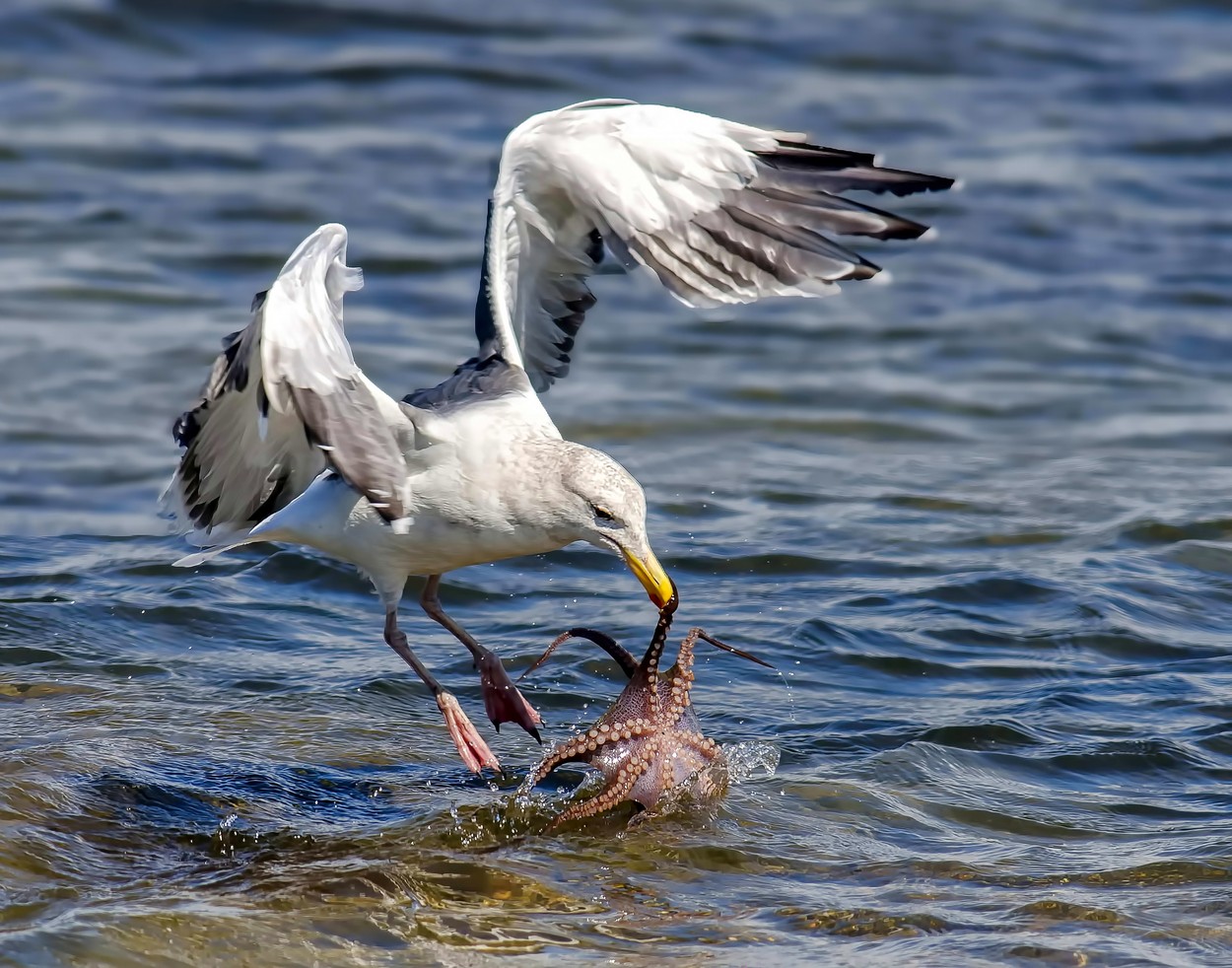 Micsoda fotók! Így harcolt egymással a sirály és a polip Micsoda fotók! Így harcolt egymással a sirály és a polip