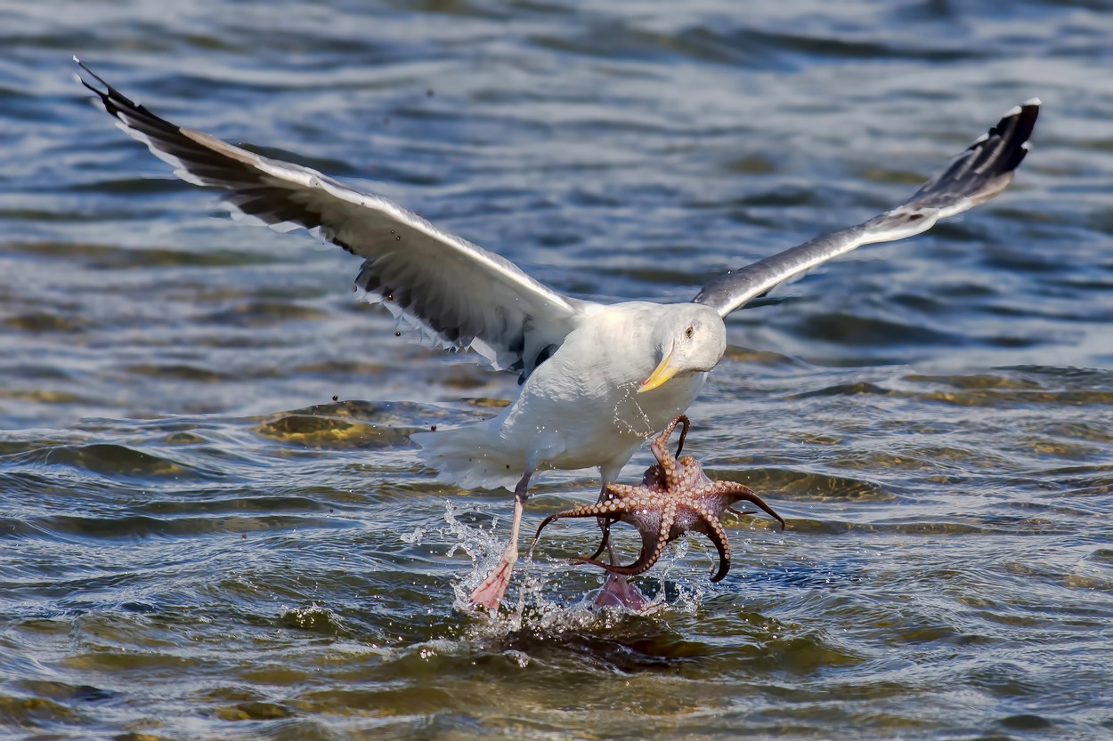 Micsoda fotók! Így harcolt egymással a sirály és a polip Micsoda fotók! Így harcolt egymással a sirály és a polip