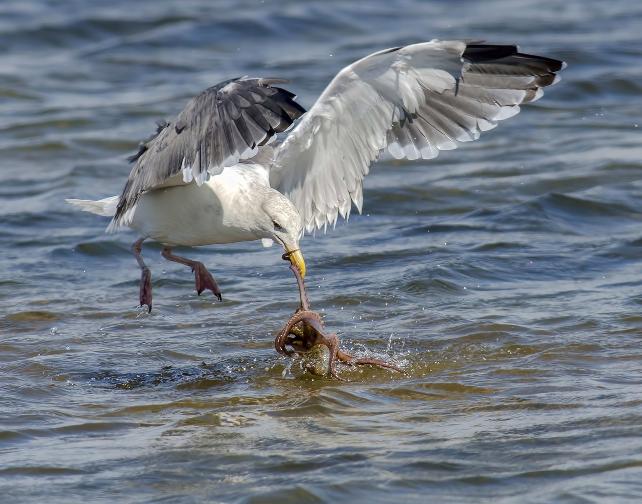 Micsoda fotók! Így harcolt egymással a sirály és a polip Micsoda fotók! Így harcolt egymással a sirály és a polip