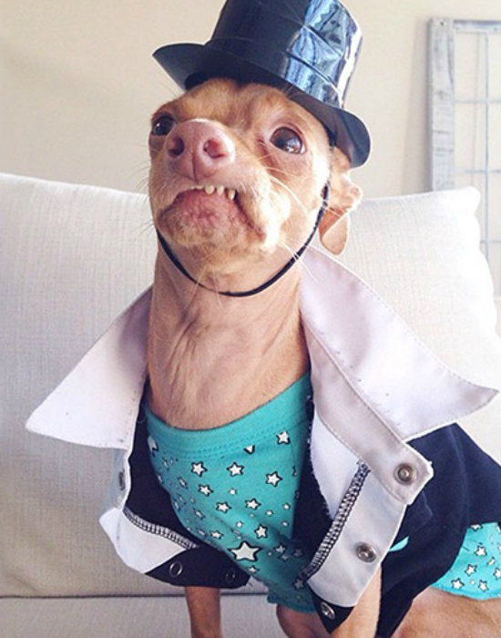 Íme az Instagram legstílusosabb háziállatai - fotók Íme az Instagram legstílusosabb háziállatai - fotók