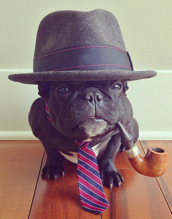 Íme az Instagram legstílusosabb háziállatai - fotók Íme az Instagram legstílusosabb háziállatai - fotók