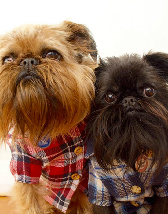 Íme az Instagram legstílusosabb háziállatai - fotók Íme az Instagram legstílusosabb háziállatai - fotók