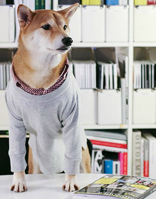 Íme az Instagram legstílusosabb háziállatai - fotók Íme az Instagram legstílusosabb háziállatai - fotók