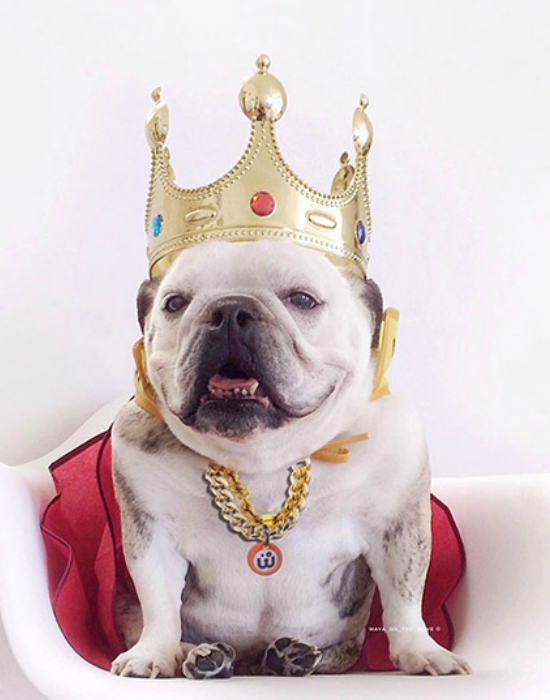 Íme az Instagram legstílusosabb háziállatai - fotók Íme az Instagram legstílusosabb háziállatai - fotók