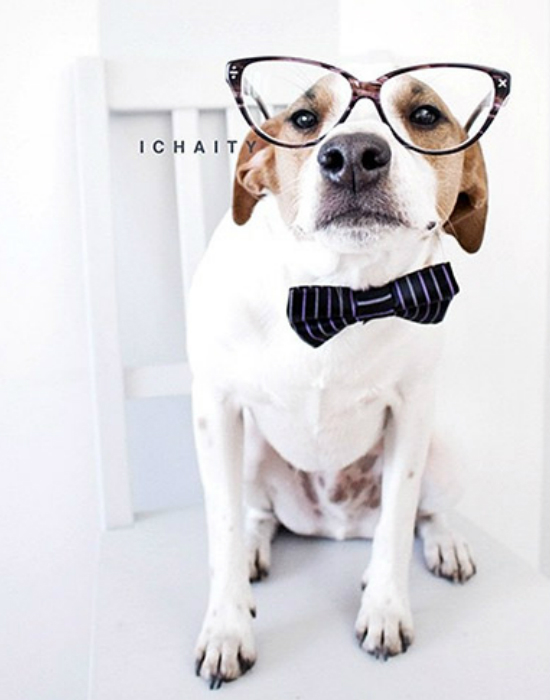 Íme az Instagram legstílusosabb háziállatai - fotók Íme az Instagram legstílusosabb háziállatai - fotók