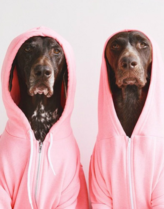 Íme az Instagram legstílusosabb háziállatai - fotók Íme az Instagram legstílusosabb háziállatai - fotók