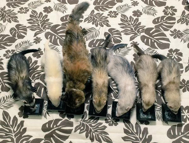 Tündéri képek: a cica, aki görénynek hiszi magát