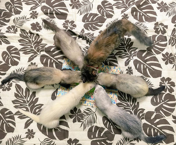 Tündéri képek: a cica, aki görénynek hiszi magát