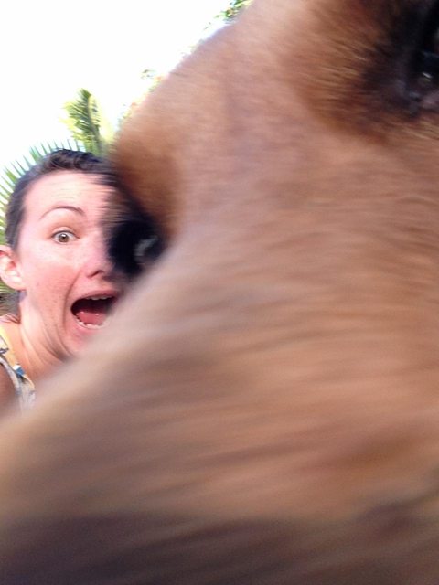 Hiába, nincs viccesebb a kutyaszelfiknél