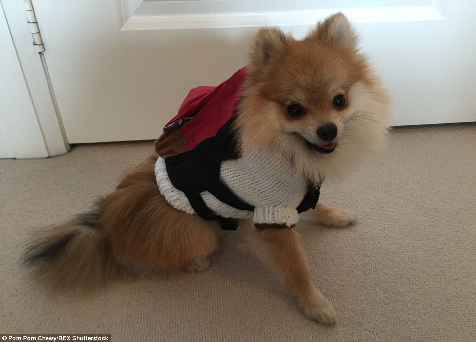 Pom Pom Chewy - Félig róka, félig kutya?