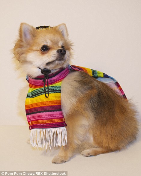 Pom Pom Chewy - Félig róka, félig kutya?