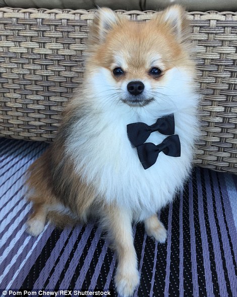 Pom Pom Chewy - Félig róka, félig kutya?