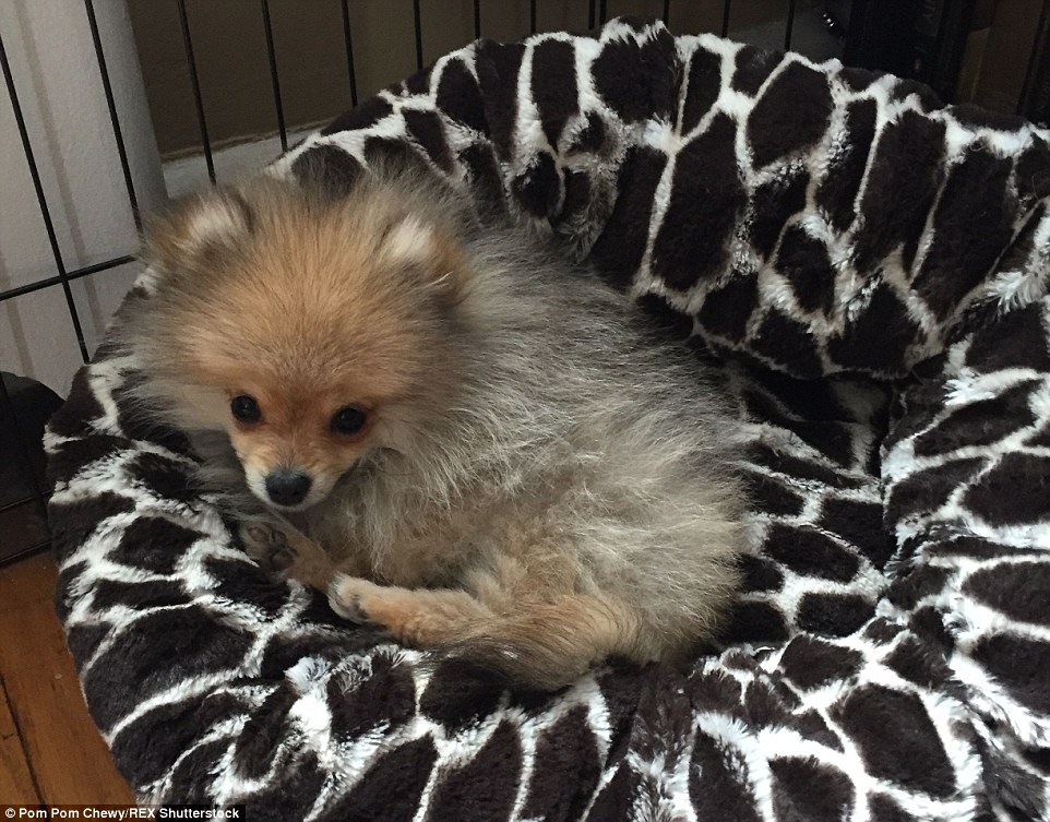 Pom Pom Chewy - Félig róka, félig kutya?