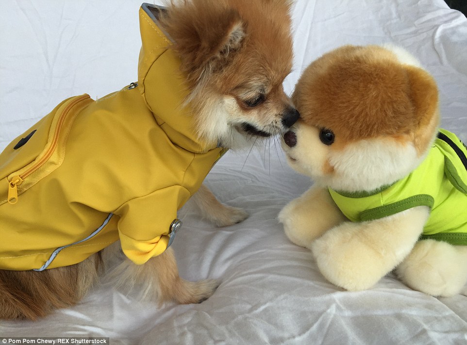 Pom Pom Chewy - Félig róka, félig kutya?