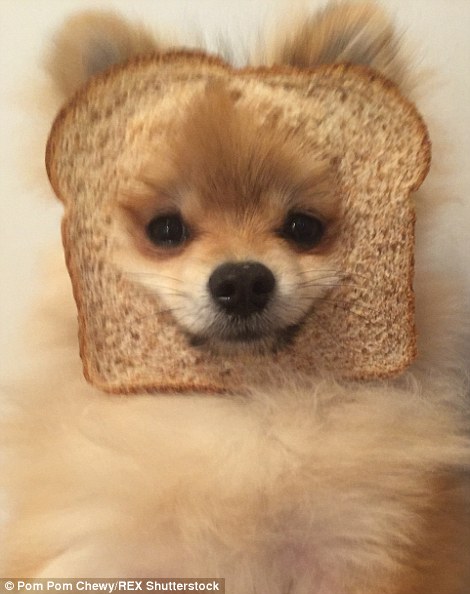 Pom Pom Chewy - Félig róka, félig kutya?