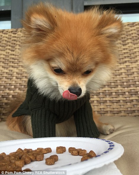 Pom Pom Chewy - Félig róka, félig kutya?