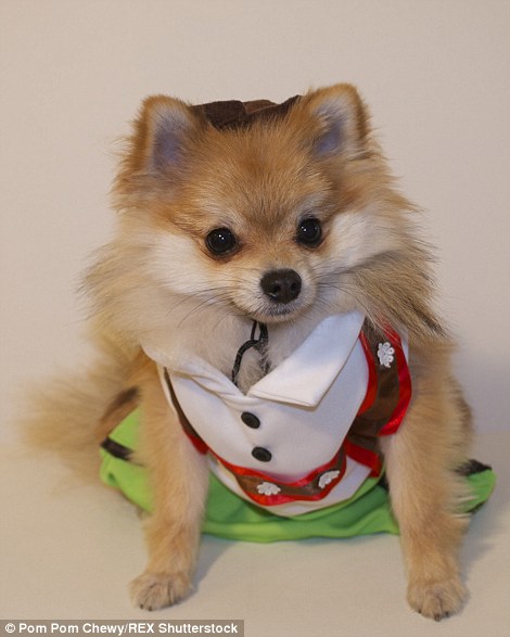 Pom Pom Chewy - Félig róka, félig kutya?