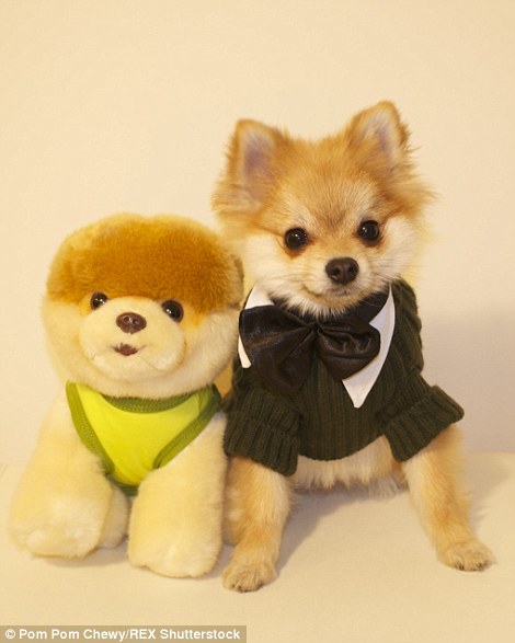 Pom Pom Chewy - Félig róka, félig kutya?