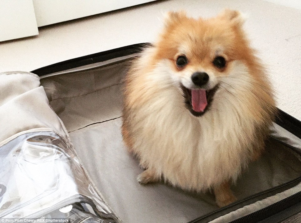 Pom Pom Chewy - Félig róka, félig kutya?