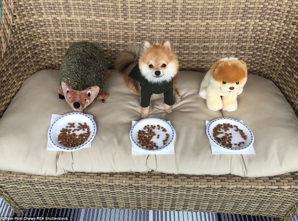 Pom Pom Chewy - Félig róka, félig kutya?