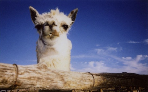 Ötéves kisfiú a NatGeo legfiatalabb fotósa - és most saját könyvén dolgozik Ötéves kisfiú a NatGeo legfiatalabb fotósa - és most saját könyvén dolgozik