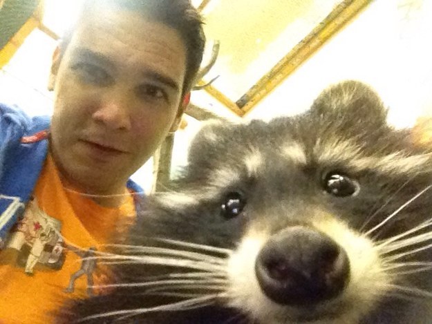 21 mosómedvés gif és kép, hogy felkészülj a várva várt hosszú hétvégére 21 mosómedvés gif és kép, hogy felkészülj a várva várt hosszú hétvégére