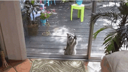 21 mosómedvés gif és kép, hogy felkészülj a várva várt hosszú hétvégére 21 mosómedvés gif és kép, hogy felkészülj a várva várt hosszú hétvégére