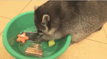 21 mosómedvés gif és kép, hogy felkészülj a várva várt hosszú hétvégére 21 mosómedvés gif és kép, hogy felkészülj a várva várt hosszú hétvégére