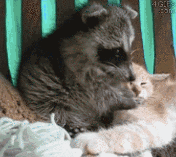 21 mosómedvés gif és kép, hogy felkészülj a várva várt hosszú hétvégére 21 mosómedvés gif és kép, hogy felkészülj a várva várt hosszú hétvégére