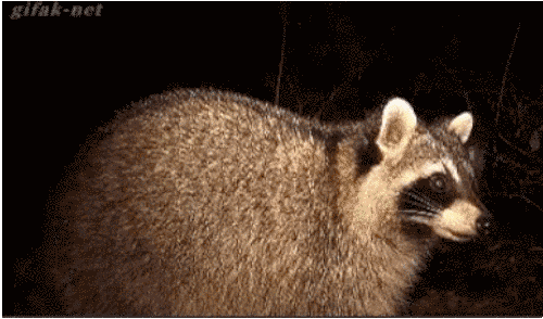 21 mosómedvés gif és kép, hogy felkészülj a várva várt hosszú hétvégére 21 mosómedvés gif és kép, hogy felkészülj a várva várt hosszú hétvégére