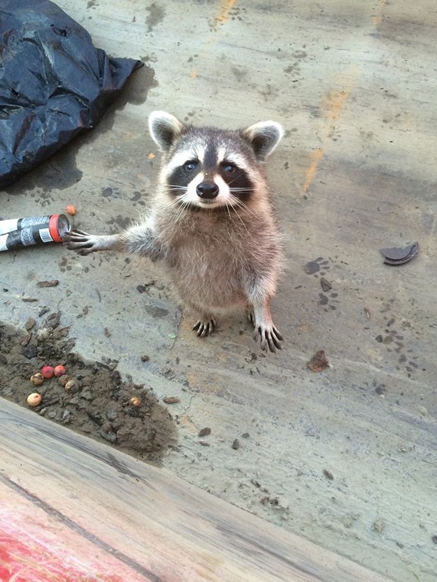 21 mosómedvés gif és kép, hogy felkészülj a várva várt hosszú hétvégére 21 mosómedvés gif és kép, hogy felkészülj a várva várt hosszú hétvégére