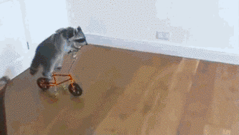 21 mosómedvés gif és kép, hogy felkészülj a várva várt hosszú hétvégére 21 mosómedvés gif és kép, hogy felkészülj a várva várt hosszú hétvégére