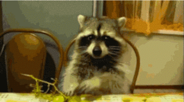 21 mosómedvés gif és kép, hogy felkészülj a várva várt hosszú hétvégére 21 mosómedvés gif és kép, hogy felkészülj a várva várt hosszú hétvégére