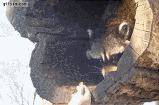 21 mosómedvés gif és kép, hogy felkészülj a várva várt hosszú hétvégére 21 mosómedvés gif és kép, hogy felkészülj a várva várt hosszú hétvégére