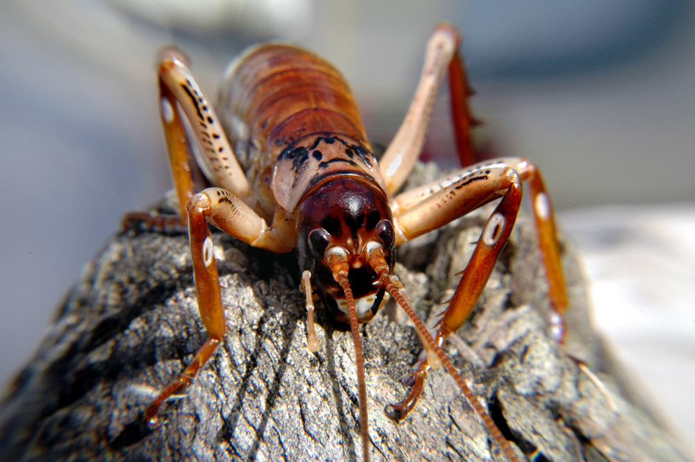 Beni szerint a világ: A világ legeslegjei 