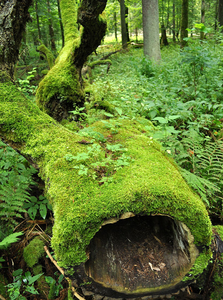 A Białowieżai-erdő Lengyelországban