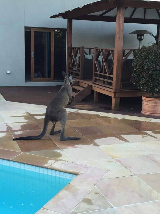 Belógott egyet medencézni a kenguru - vicces fotók