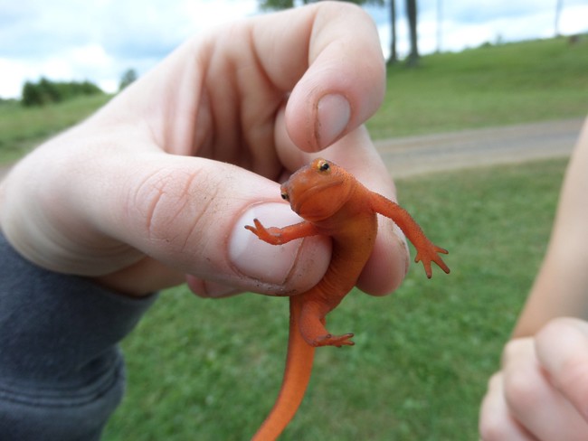 20 állat, akit lever a víz, ha meg akarják simogatni őket - vicces képek 20 állat, akit lever a víz, ha meg akarják simogatni őket - vicces képek