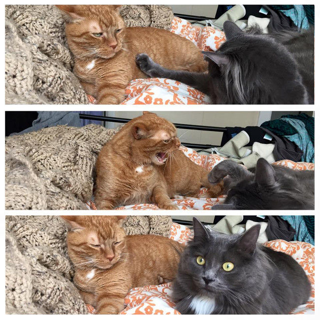 20 állat, akit lever a víz, ha meg akarják simogatni őket - vicces képek 20 állat, akit lever a víz, ha meg akarják simogatni őket - vicces képek