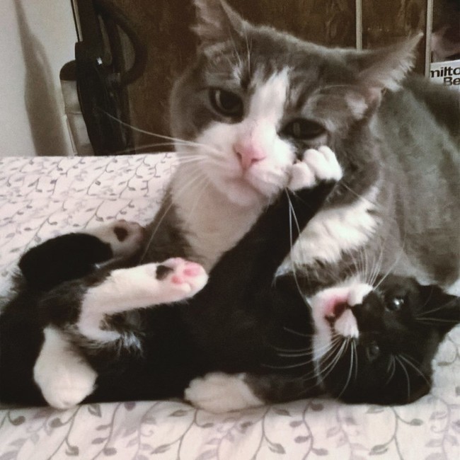 20 állat, akit lever a víz, ha meg akarják simogatni őket - vicces képek 20 állat, akit lever a víz, ha meg akarják simogatni őket - vicces képek