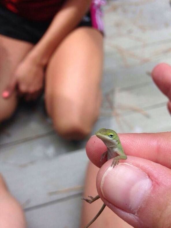 20 állat, akit lever a víz, ha meg akarják simogatni őket - vicces képek 20 állat, akit lever a víz, ha meg akarják simogatni őket - vicces képek