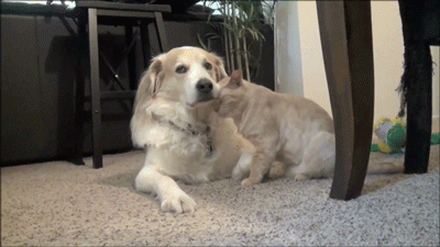 20 állat, akit lever a víz, ha meg akarják simogatni őket - vicces képek 20 állat, akit lever a víz, ha meg akarják simogatni őket - vicces képek